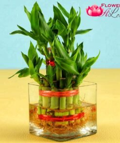 Two layer Bamboo Plant with Vase
