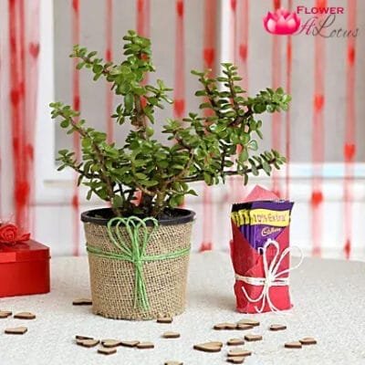 Jade Plant N Chocolate