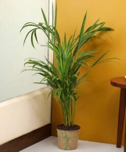 Areca Palm Plant In Black Nursery Plant Hand Delivery