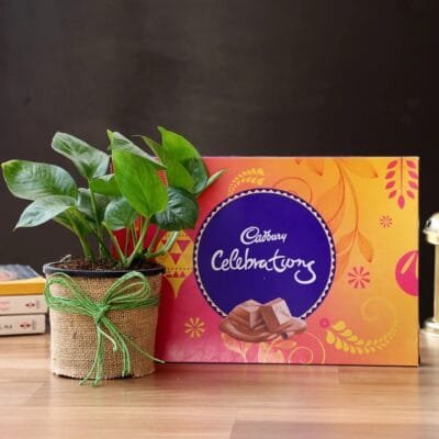 Money Plant & Cadbury Chocolates