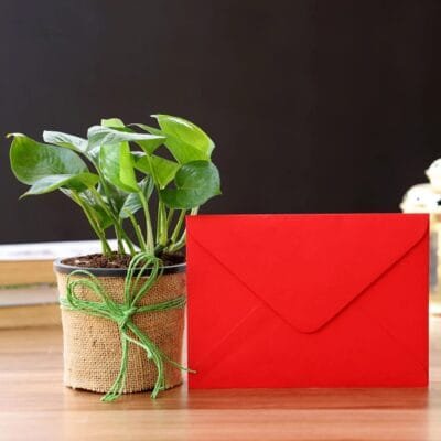 Money Plant Lucky Greetings