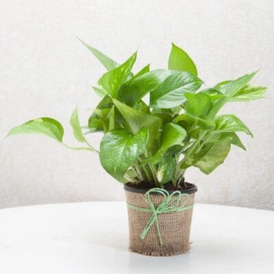 Money Plant in Jute Wrapped Pot
