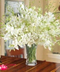 White Orchids in Vase