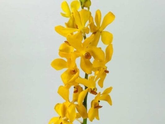 Orchid Mokara (Bunch of 10)