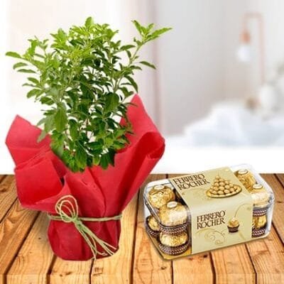 Tulsi Plant and Ferrero Chocolates Box