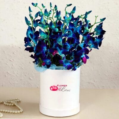 Blooming Blue Orchids in a box