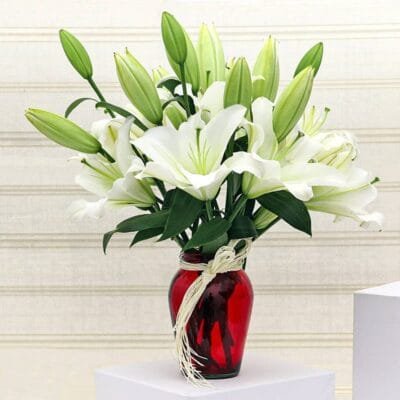 White lily in a red glass vase
