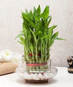 Three Layer Bamboo Plants